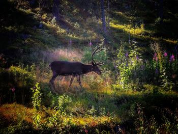 View of deer in forest