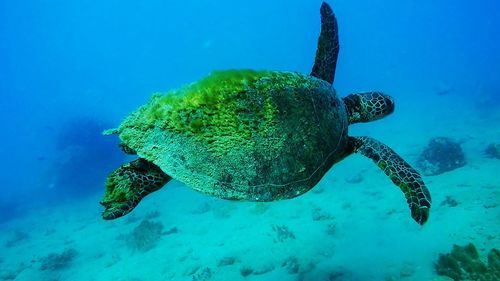 Jellyfish swimming in sea