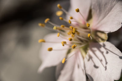 Close-up of white flowering plant