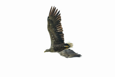 Low angle view of eagle flying against clear sky