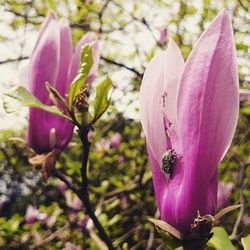 Close-up of pink flower