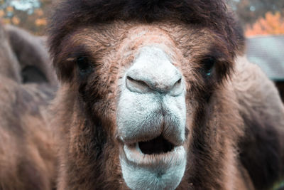 Close-up of a horse