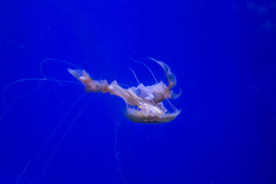 Close-up of jellyfish swimming in sea