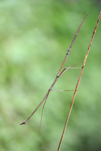 Close-up of plant growing on field