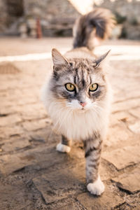 Close-up portrait of cat walking on cobbled street
