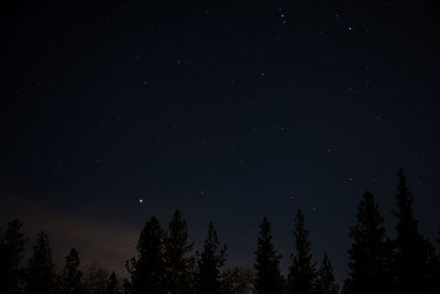 Low angle view of trees against star field at night