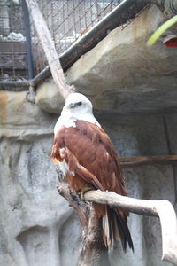 Bird perching on tree