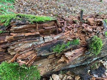 High angle view of tree trunk in forest