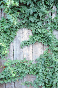 Plants growing on a wall