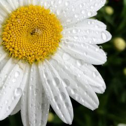 Close-up of water drops on flower