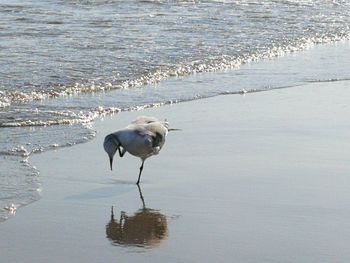 Seagull on beach