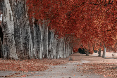 Trees in forest during autumn