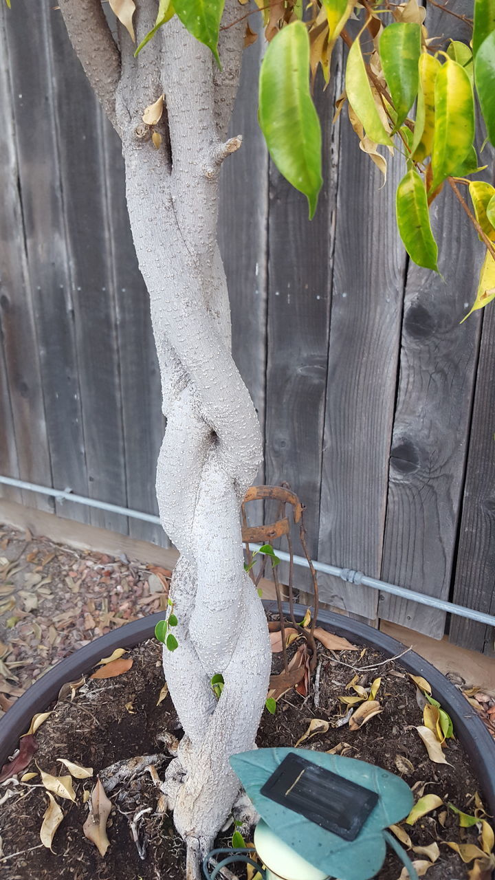 CLOSE-UP OF POTTED PLANT AGAINST TREES