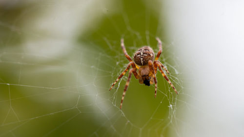 Close-up of spider on web