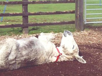 Sheep grazing on field