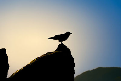 Silhouette bird perching on rock against sky