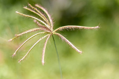 Close-up of fresh green leaves