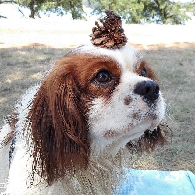 one animal, animal themes, mammal, pets, domestic animals, dog, focus on foreground, animal hair, looking away, close-up, animal head, water, no people, outdoors, day, nature, portrait, zoology, animal body part