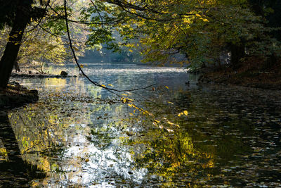 Reflection of trees in water