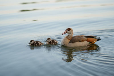 Ducks in a lake