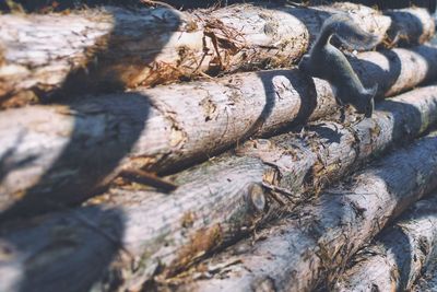 Close-up of lizard on wood