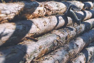 Close-up of squirrel on wood