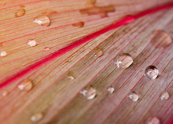 Full frame shot of wet wooden plank