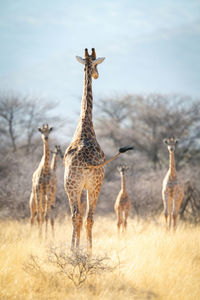 Southern giraffe walks towards others near trees