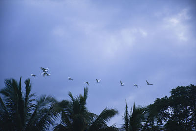 Low angle view of birds flying in sky