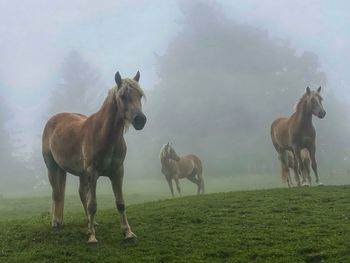 Horses on field against sky