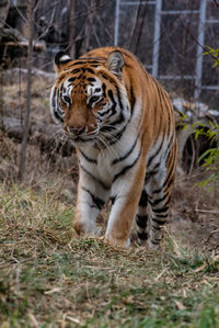 Tiger walking on a land