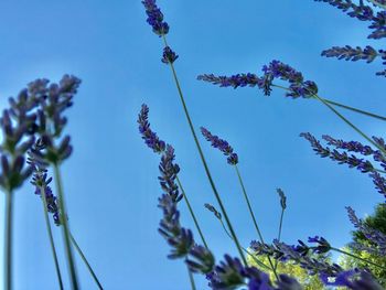 Low angle view of purple flowering plants against blue sky