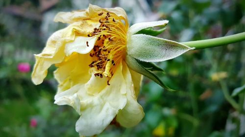 Close-up of insect on flower