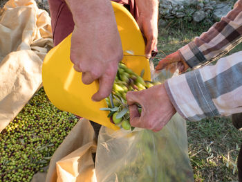 Cropped hands of farmers putting olives in plastic bag at farm