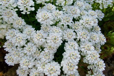 Close-up of white flowering plant