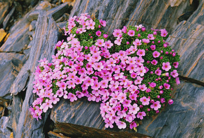 High angle view of pink flowering plants on wood