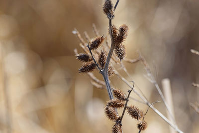 Close-up of dried plant