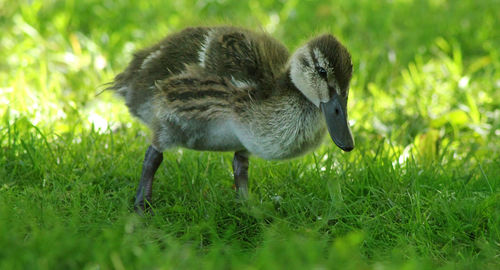 View of a bird on field