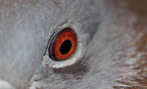 Close-up of a bird