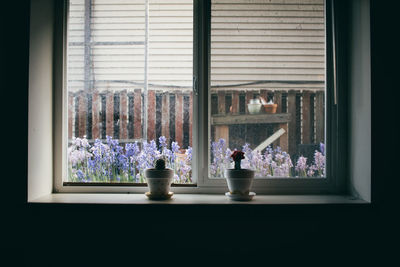 Potted plants on window sill at home