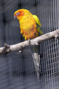 Colorful budgie sitting on a tree branch in a cage