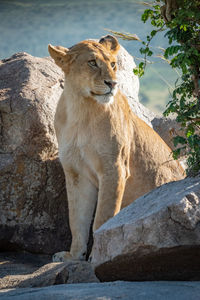 Big cat on rock