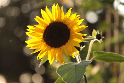 Close-up of sunflower