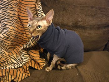 Portrait of cat sitting on sofa at home