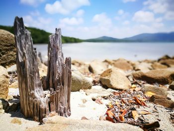 Close-up of tree stump on beach