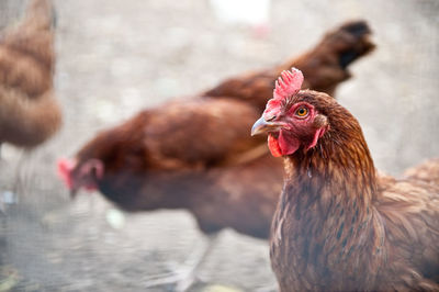 Close-up of rooster