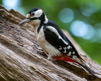Close-up of woodpecker perching on wood