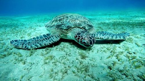 Turtle swimming in sea