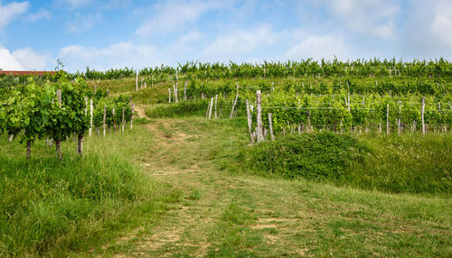 Scenic view of vineyard against sky