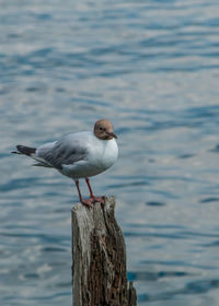 Bird perching on wooden post